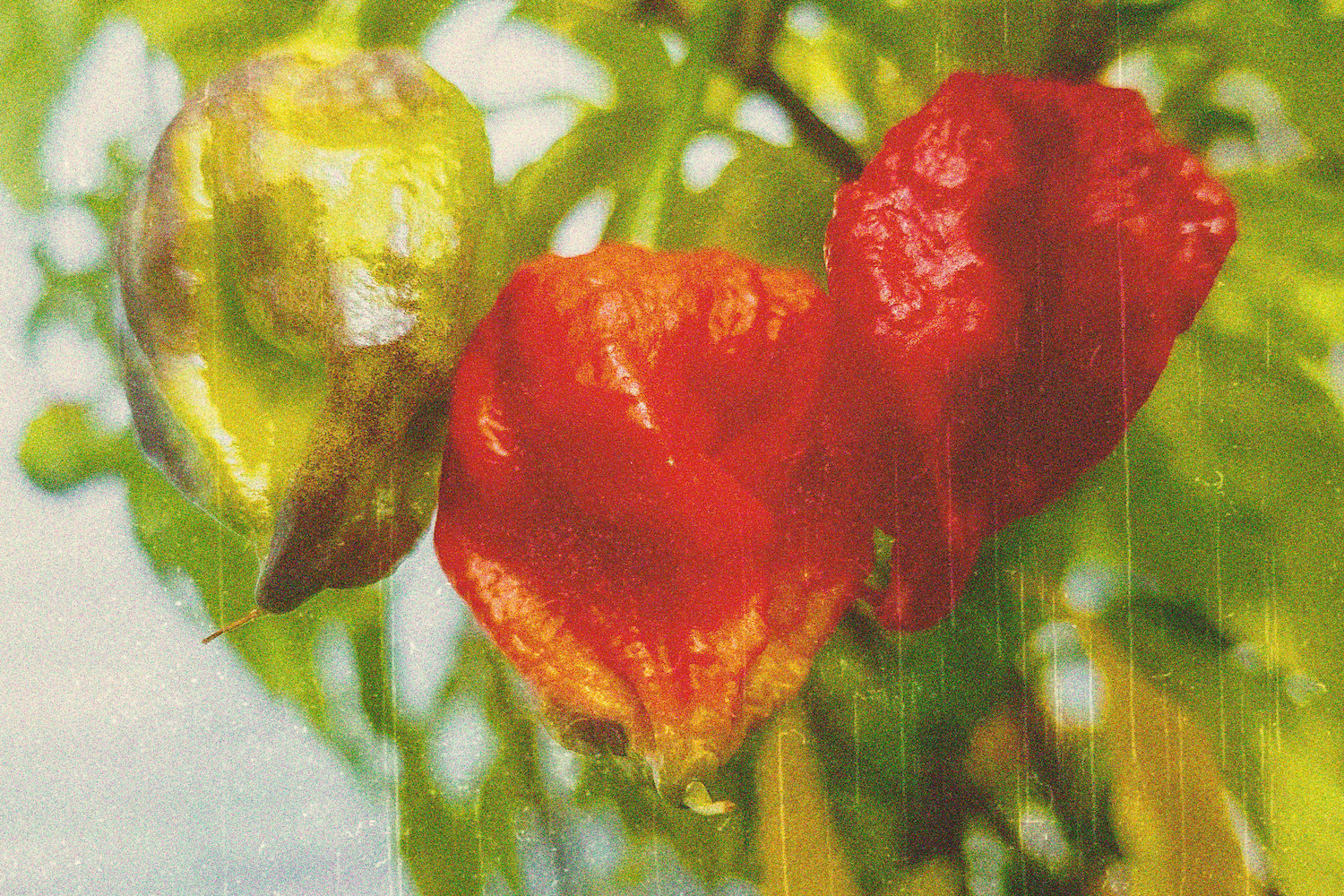 The Top 10 Chilli Peppers of All Time