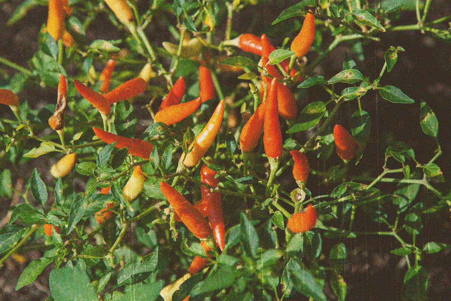 A Beginner’s Guide to the Scoville Scale and Pepper Heat